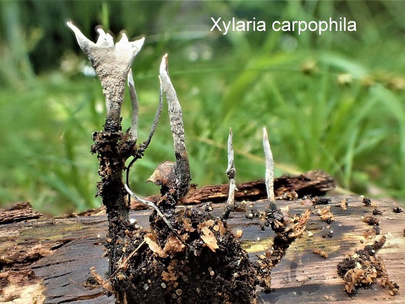 Xylaria carpophila-amf109.jpg